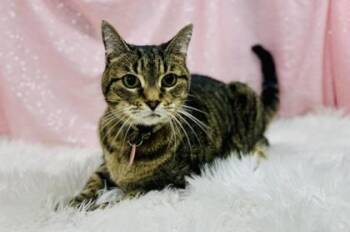 Monica -  Domestic Short Hair Cat Available for Adoption in Clarkesville, Georgia - Monica | PetCurious