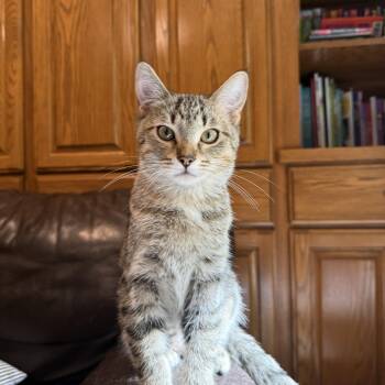 Rescue Domestic Short Hair Cats for Adoption in Saint Francis, Minnesota - Daenerys & Cersei | PetCurious