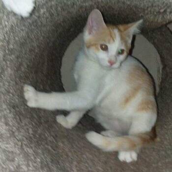 Fluff -  Domestic Short Hair Cat for Adoption in Rochester, Minnesota - Fluff | PetCurious