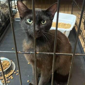 McChicken -  Domestic Short Hair Cat for Adoption in Gadsden, Alabama - McChicken | PetCurious