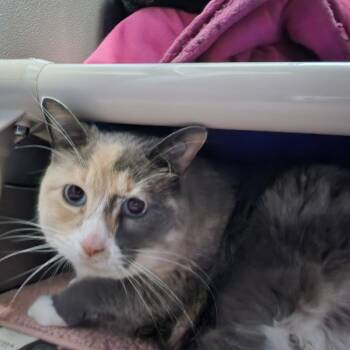 Kali -  Domestic Medium Hair Cat for Adoption in Walker, Michigan - Kali | PetCurious