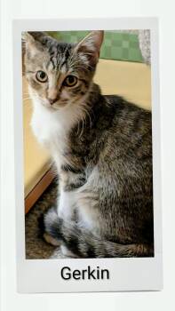 Gerkin -  Domestic Short Hair Cat for Adoption in Caistor Centre, Ontario - Gerkin | PetCurious