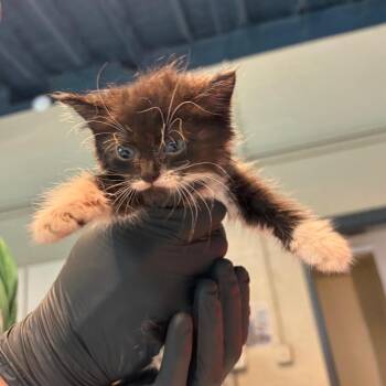 Justice -  Domestic Short Hair Cat for Adoption in Huntington, West Virginia - Justice | PetCurious