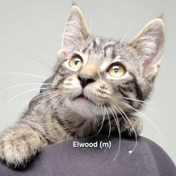 Elwood -  Domestic Short Hair Cat for Adoption in Mazon, Illinois - Elwood | PetCurious