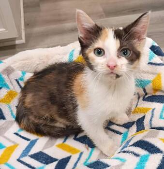 Caitlin - super snuggly -  Domestic Short Hair Cat for Adoption in Hendersonville, Tennessee - Caitlin - Super Snuggly | PetCurious