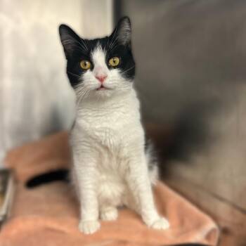 Miss Bellum -  Domestic Short Hair Cat for Adoption in Davenport, Iowa - Miss Bellum | PetCurious