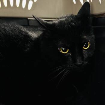 Big Mac -  Domestic Short Hair Cat for Adoption in Des Moines, Iowa - Big Mac | PetCurious