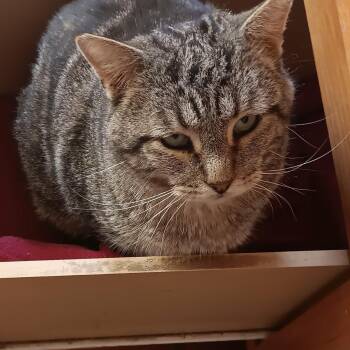 Asa -  Domestic Short Hair Cat Available for Adoption in Santa Fe, New Mexico - Asa | PetCurious