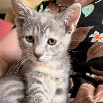 Dusty -  Domestic Short Hair Cat for Adoption in Newport News, Virginia - Dusty | PetCurious