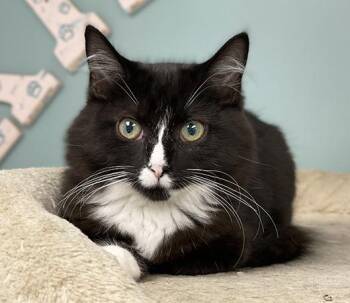 Rescue Domestic Medium Hair Cats for Adoption in Charles Town, West Virginia - Rosemary | PetCurious