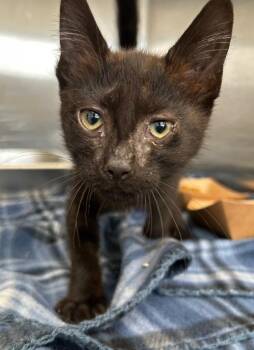 Paige -  Domestic Short Hair Cat for Adoption in Hartsville, South Carolina - Paige | PetCurious