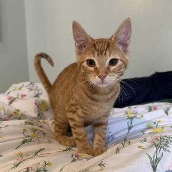 Hashbrown -  Domestic Short Hair Cat for Adoption in Spokane, Washington - Hashbrown | PetCurious