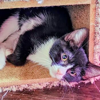 Rescue Domestic Short Hair Cats for Adoption in Albuquerque, New Mexico - Jinx | PetCurious