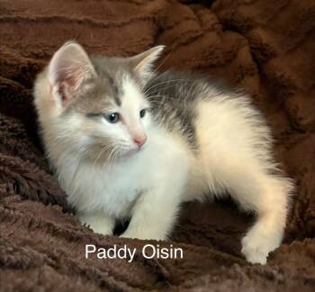 Domestic Short Hair Cats Available for Adoption in Ogden, Utah - Paddy Oisin | PetCurious