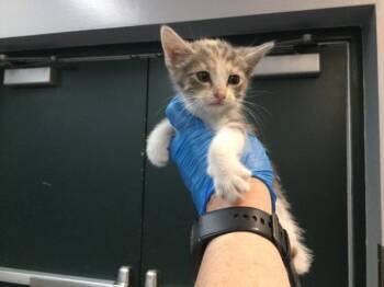 A1920087 -  Domestic Short Hair Cat for Adoption in Thousand Palms, California - A1920087 | PetCurious