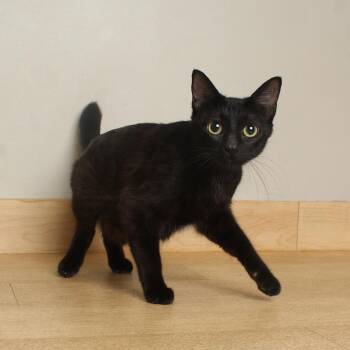 Yuna C71217 -  Domestic Short Hair Cat for Adoption in Minnetonka, Minnesota - Yuna C71217 | PetCurious