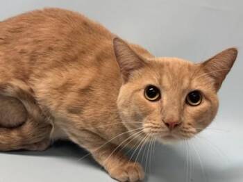 Jelly Bean -  Domestic Short Hair Cat for Adoption in Golden Valley, Minnesota - Jelly Bean | PetCurious