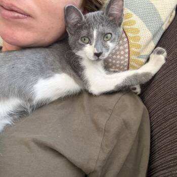 Raven -  Domestic Short Hair Cat for Adoption in Tallahassee, Florida - Raven | PetCurious