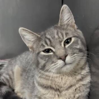 Oriental Tabby Cats Available for Adoption - Morsys | PetCurious