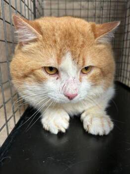 Domestic Medium Hair and Domestic Short Hair Cats Available for Adoption - Peter | PetCurious
