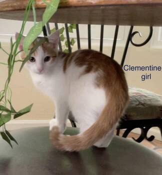 Clementine -  Domestic Short Hair Cat for Adoption in Scottsdale, Arizona - Clementine | PetCurious