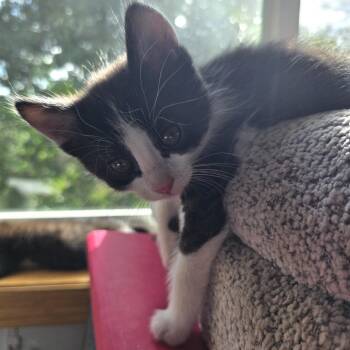 Stewart -  Domestic Short Hair Cat for Adoption in Buffalo, Minnesota - Stewart | PetCurious