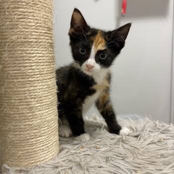 Willow -  Calico and Domestic Short Hair Cat for Adoption in Mastic, New York - Willow | PetCurious