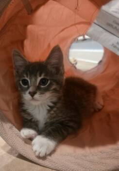 Rescue Domestic Short Hair Cats for Adoption in Boiling Springs, Pennsylvania - Samuel | PetCurious