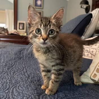 Meep C70830 -  Domestic Medium Hair Cat for Adoption in Minnetonka, Minnesota - Meep C70830 | PetCurious