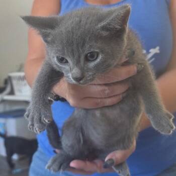 Smokey -  Domestic Short Hair Cat for Adoption in Nashville, Tennessee - Smokey | PetCurious