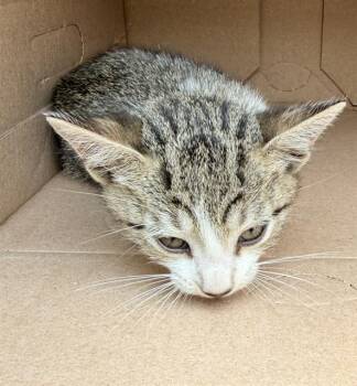 MIA -  Domestic Short Hair Cat for Adoption in San Antonio, Texas - MIA | PetCurious