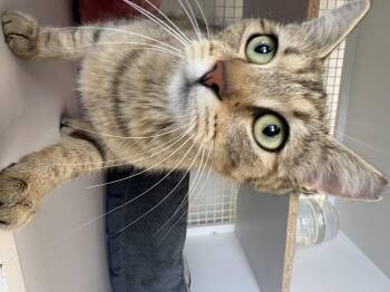 Abby Road -  Domestic Short Hair Cat for Adoption in Sneads Ferry, North Carolina - Abby Road | PetCurious
