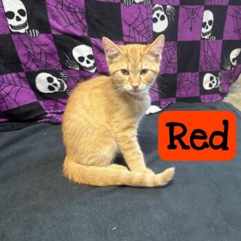Red -  Domestic Short Hair Cat for Adoption in Hillsboro, Ohio - Red | PetCurious