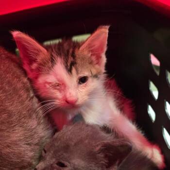 Chestnut -  Domestic Short Hair Cat for Adoption in Mt. Juliet, Tennessee - Chestnut | PetCurious