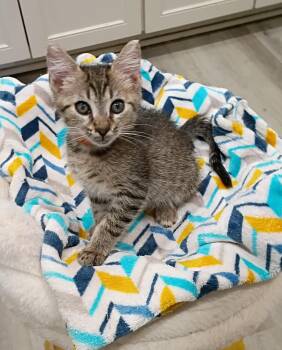 Cola - super snuggly -  Domestic Short Hair Cat for Adoption in Hendersonville, Tennessee - Cola - Super Snuggly | PetCurious
