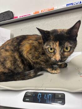 Domestic Short Hair Cats Available for Adoption in Fall River, Massachusetts - Snickerdoodle | PetCurious