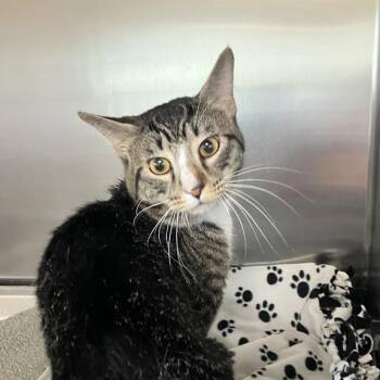 Tarzan -  Domestic Short Hair Cat for Adoption in Dekalb, Illinois - Tarzan | PetCurious