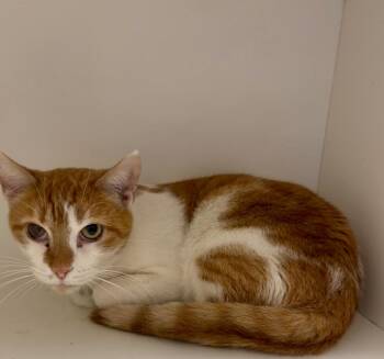 Rescue Domestic Short Hair Cats for Adoption in Frankfort, Kentucky - Simpson | PetCurious