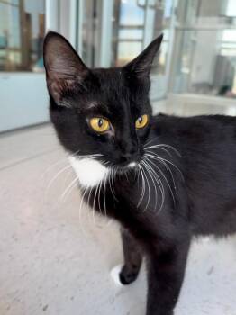 Reagan -  Domestic Short Hair Cat for Adoption in Hobbs, New Mexico - Reagan | PetCurious