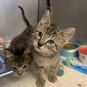Pitaya -  Domestic Short Hair Cat for Adoption in Dublin, California - Pitaya | PetCurious
