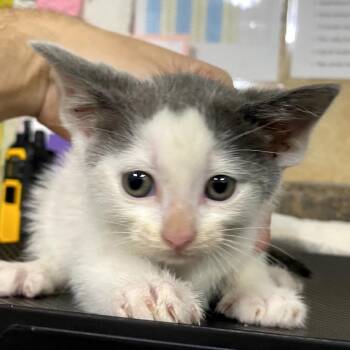 Ma-Ti -  Domestic Short Hair Cat for Adoption in Eureka Springs, Arkansas - Ma-Ti | PetCurious
