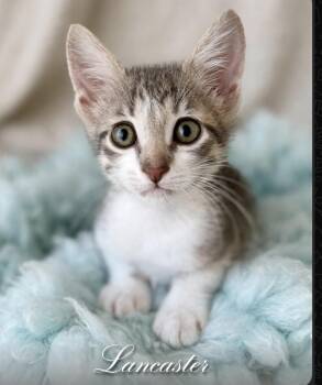 Lancaster -  Tabby and Domestic Short Hair Cat for Adoption in Homestead, Florida - Lancaster | PetCurious