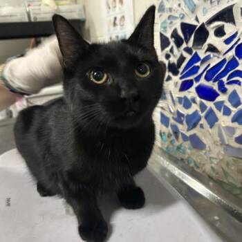 Rescue Domestic Short Hair Cats for Adoption in Pensacola, Florida - LAYLA | PetCurious