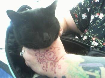 Domestic Short Hair Cats Available for Adoption - CARTI | PetCurious