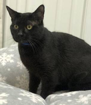 Donavan -  Domestic Short Hair Cat for Adoption in Pottsville, Pennsylvania - Donavan | PetCurious