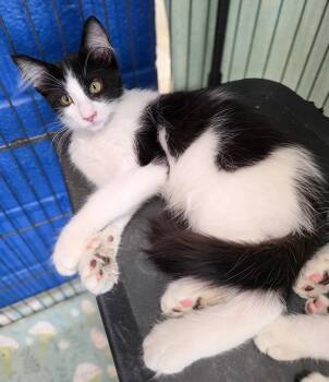 Willard -  Domestic Medium Hair Cat for Adoption in Gainesville, Texas - Willard | PetCurious