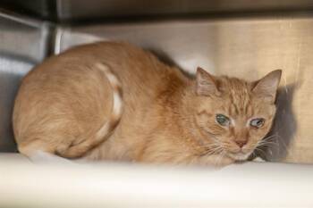 Domestic Short Hair Cats Available for Adoption in Charlotte, North Carolina - CARLA | PetCurious