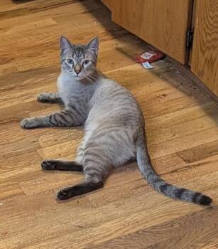 Sobek -  Siamese and Tabby Cat for Adoption in Pasco, Washington - Sobek | PetCurious