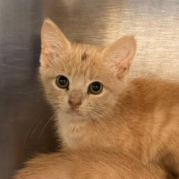 Queso -  Domestic Short Hair Cat for Adoption in Franklin, North Carolina - Queso | PetCurious