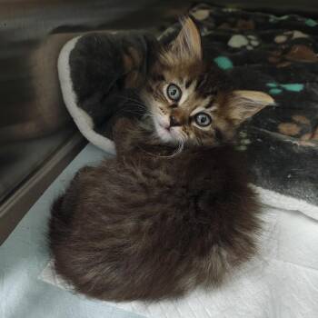Yadira -  Domestic Long Hair Cat for Adoption in Pompano Beach, Florida - Yadira | PetCurious